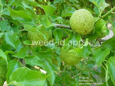 Osage-orange